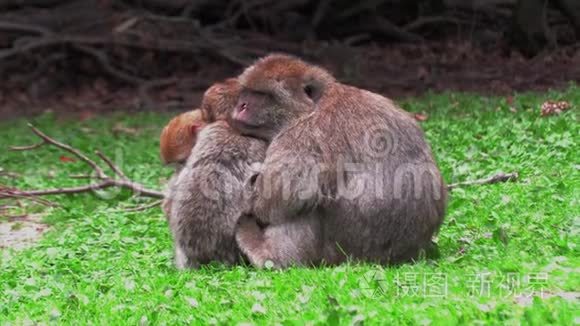 野蛮猴子和全家一起睡在地球上视频