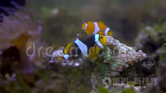 小丑鱼漂浮在水族馆里