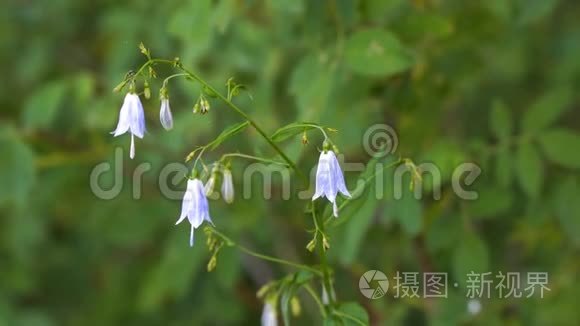 野花蓝铃在风中摇曳视频