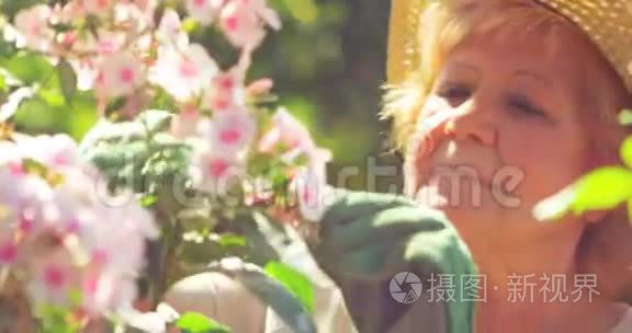 高级妇女在花园里修剪鲜花视频