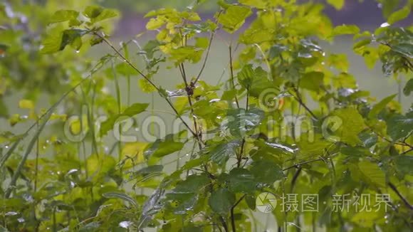 夏天的雨落在绿叶上视频