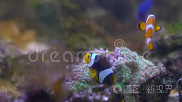 小丑鱼漂浮在水族馆里