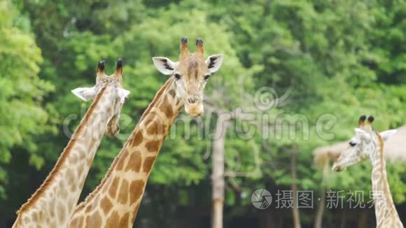 长颈鹿在大自然中休息视频