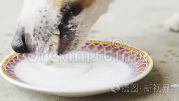 杰克罗塞尔猎犬喝萨瑟的牛奶视频