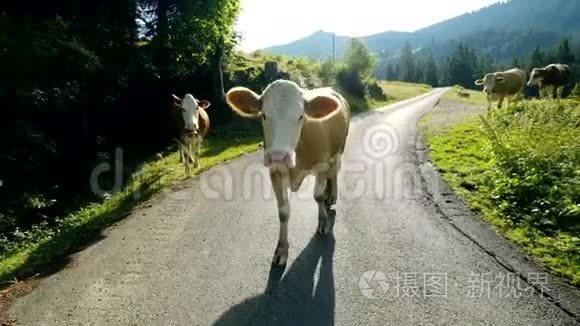 牛挡住了山路视频