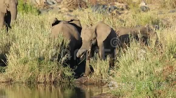喂养非洲大象克鲁格国家公园
