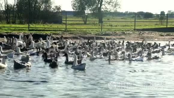 鸟场水塘中漂浮着成群的鸭鹅视频