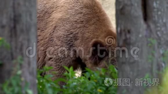 靠近野生棕熊，在森林里自由地穿过树木和植物