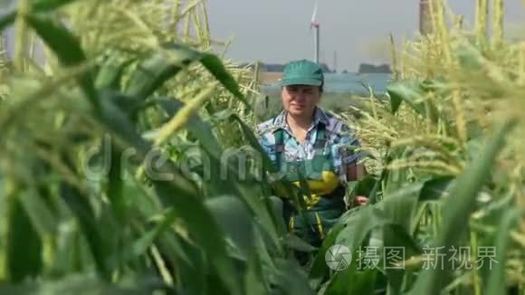 女人检查玉米植物