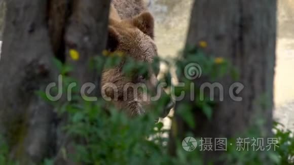 靠近野生棕熊，在森林里自由地穿过树木和植物