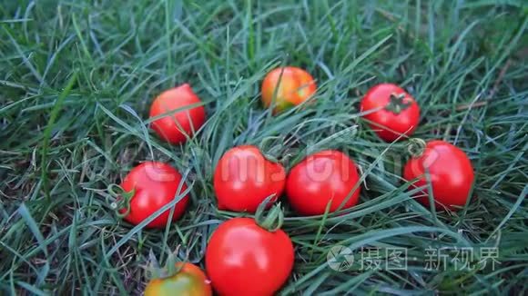 自家花园里种的新鲜红番茄