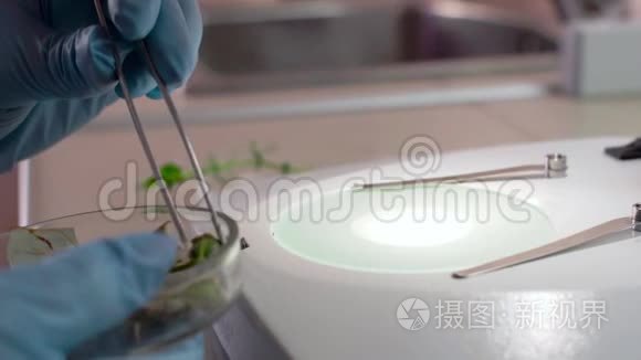 科学家在显微镜下研究这种植物视频