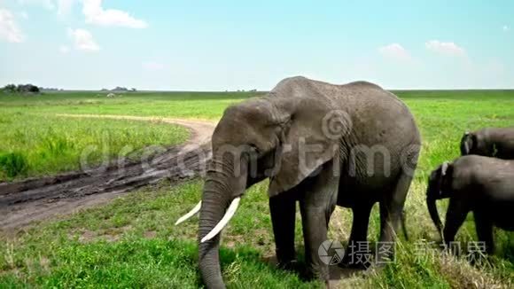 热带草原的非洲大象群视频
