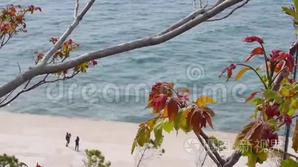 以海洋为背景的树木长出新叶，Vlor，阿尔巴尼亚