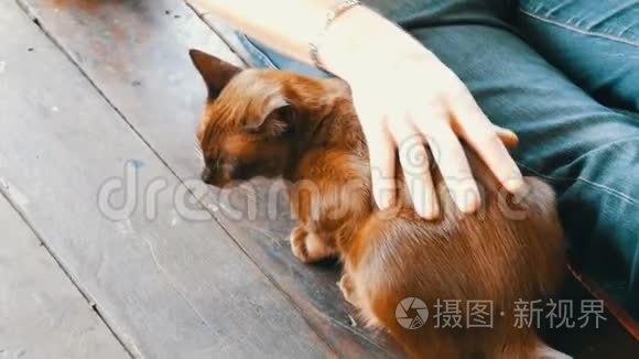 男人抚摸着一只美丽的猫，这只猫的棕色与众不同