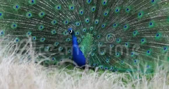 一只雄印度蓝孔雀的展览视频