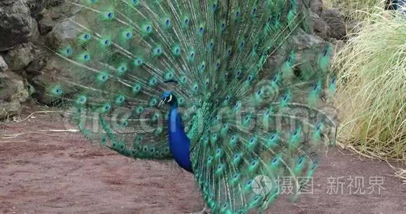 一只雄印度蓝孔雀的展览视频