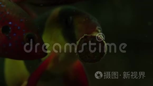 用美味的食物喂养水族馆的鱼视频