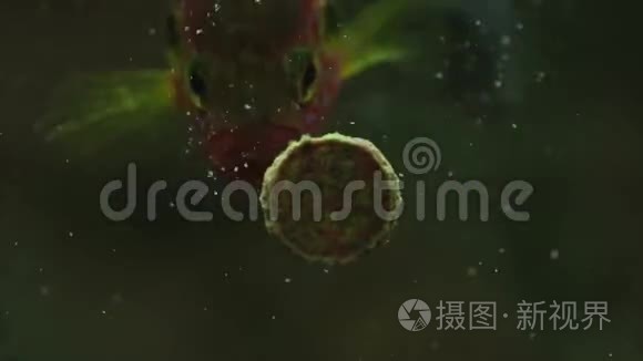 用美味的食物喂养水族馆的鱼视频