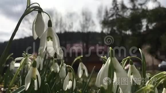 雪花在风中摇曳