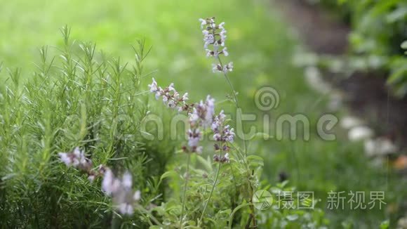 迷迭香和鼠尾草。