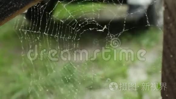 蜘蛛网撕裂了风视频