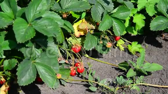在野外的床上种植草莓视频