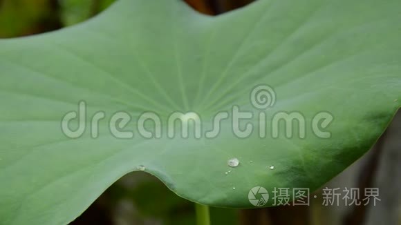 雨滴落在花园里的荷叶上视频