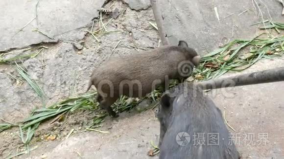 黑毛公猪在地上吃草视频