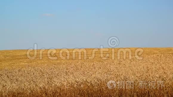 成熟小麦半倒角黄田视频