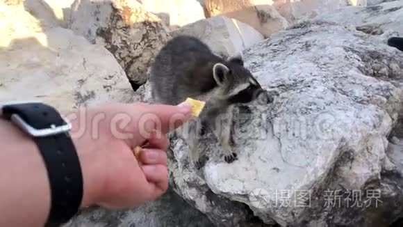 人们在湖岸喂野生浣熊饼干视频