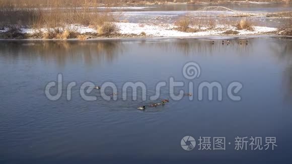 几只鸭子在结冰的河里游泳视频