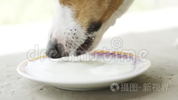 杰克罗塞尔猎犬喝萨瑟的牛奶视频