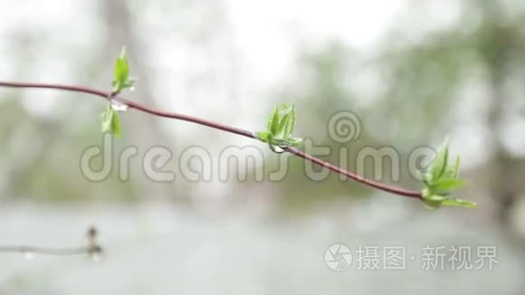 在阳光明媚的日子里，特写茉莉花