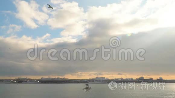 海鸥带着云彩飞向天空视频
