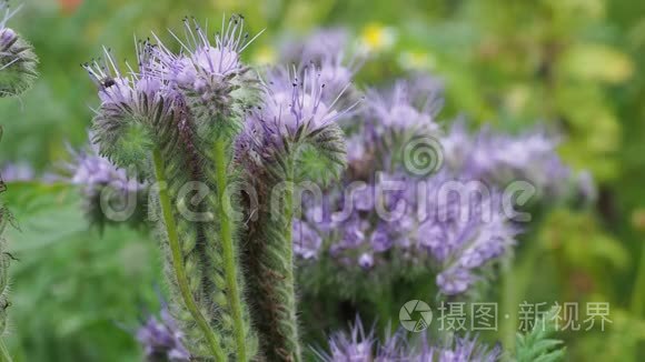 在紫罗兰花上辛勤工作的蜜蜂视频