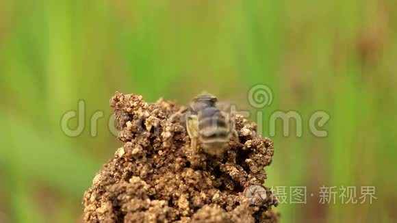 巢中的苔藓视频