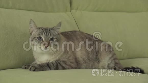 泰国猫品种躺在沙发上，看着股票录像