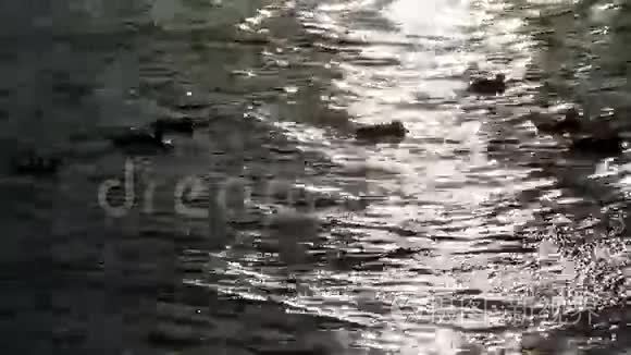 池塘和太阳耀斑和鸭子视频
