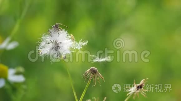 爬甲虫和花粉在风中翩翩起舞