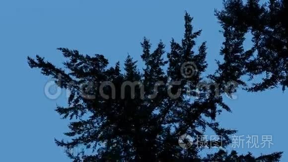 仰望蓝天上漆黑的树枝视频