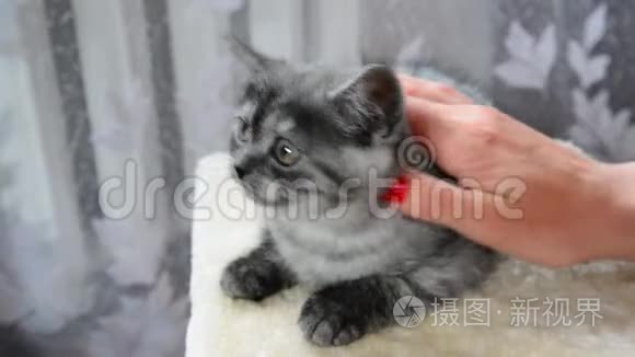 雌性手抚摸一只英国品种的灰色小猫。