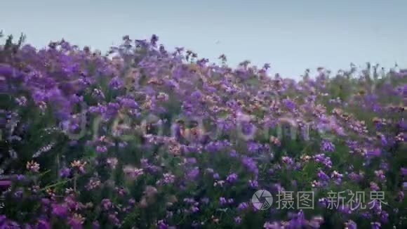 大风中的山雀植物