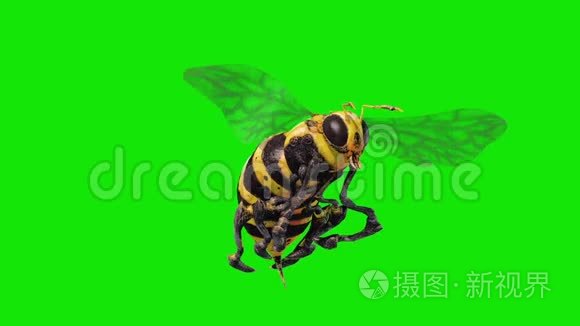 蜜蜂黄蜂苍蝇循环绿幕3d渲染动画短视频