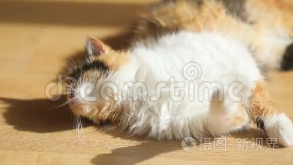 特写三色猫躺在地板上舔自己.. 动物猫美女可爱公寓地板洗