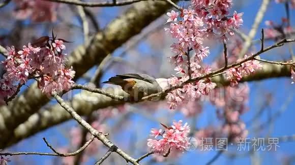 可爱的小鸟吃樱花树的花蜜视频