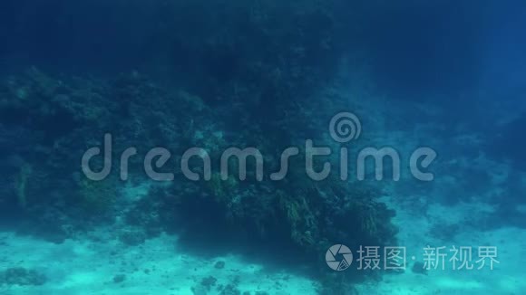 美丽的视频鱼在红海的珊瑚周围游泳。 海洋中水下居住者的学校和浅滩。