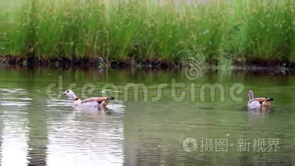 埃及鹅在荷兰池塘里游泳视频