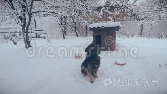 镜头前雪地里拴着狗链的杂种狗