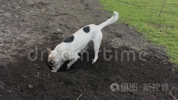 白色的小狗在挖一个黑洞视频